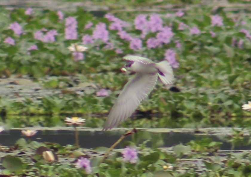 Whiskered Tern - ML646098793