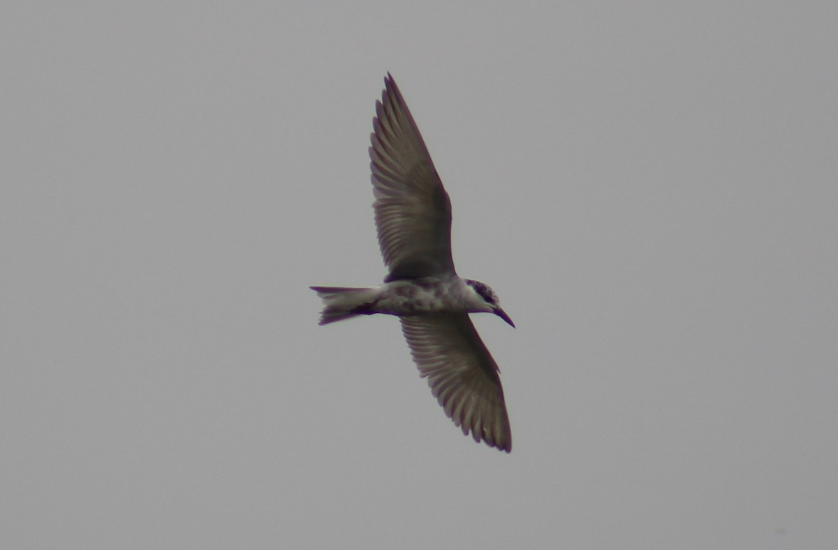 Whiskered Tern - ML646098794