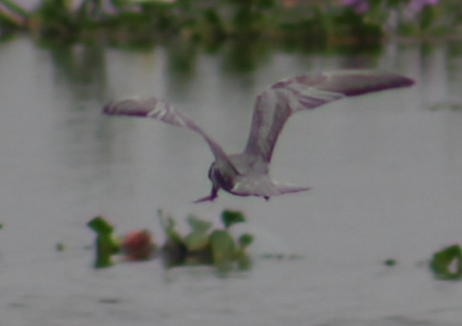 Whiskered Tern - ML646098795