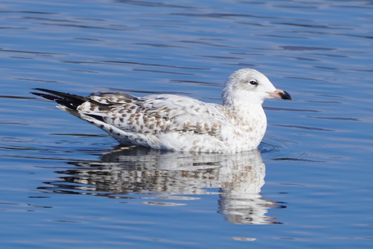 Ring-billed Gull - ML646098796