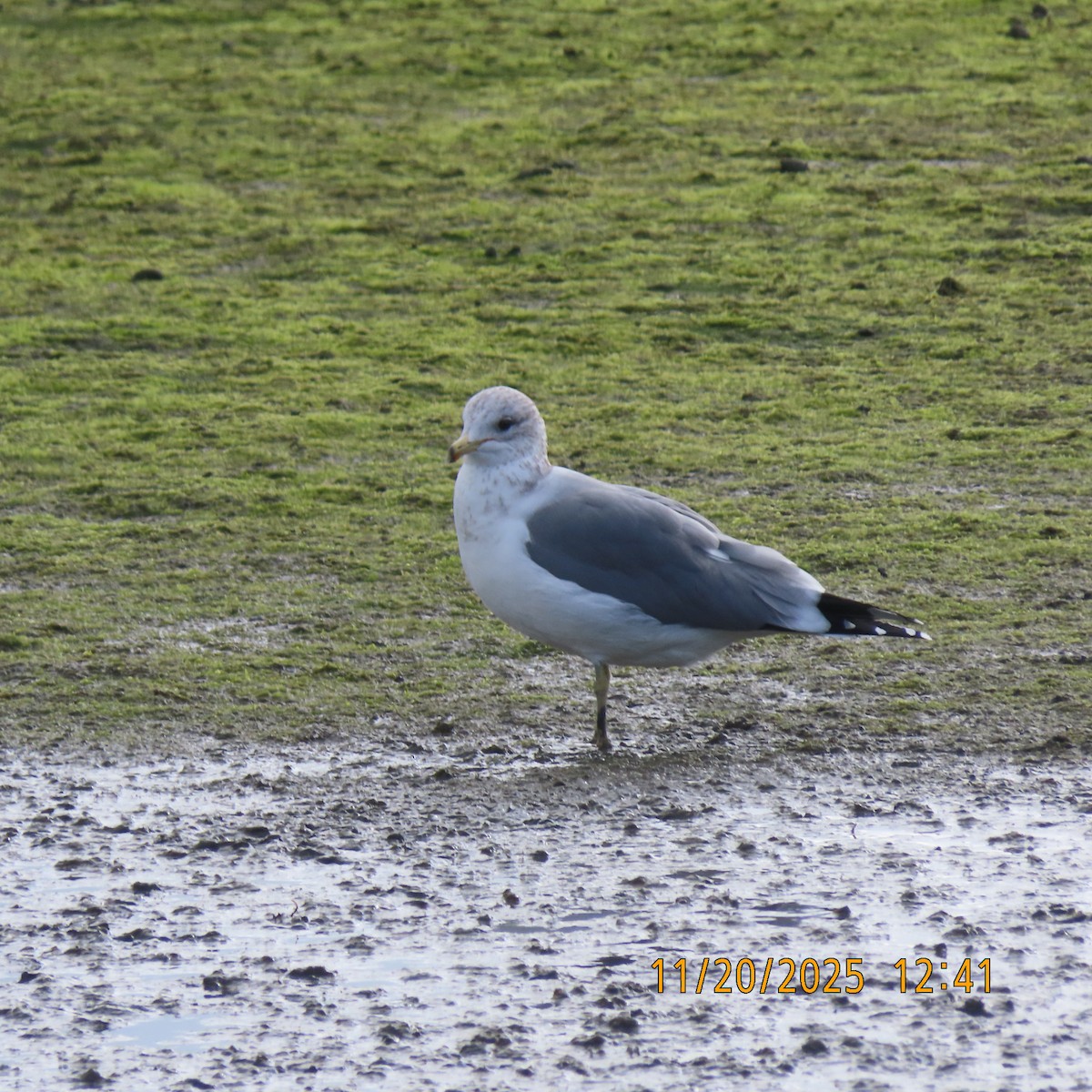 California Gull - ML646098797