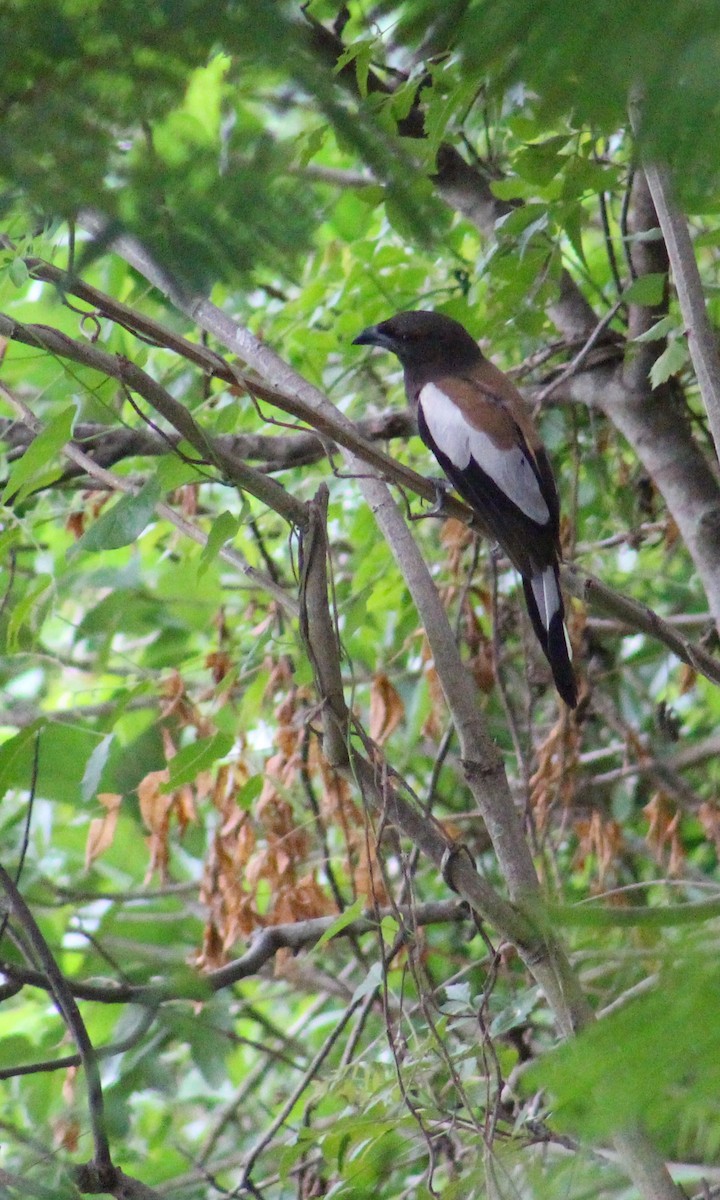 Rufous Treepie - ML646098799
