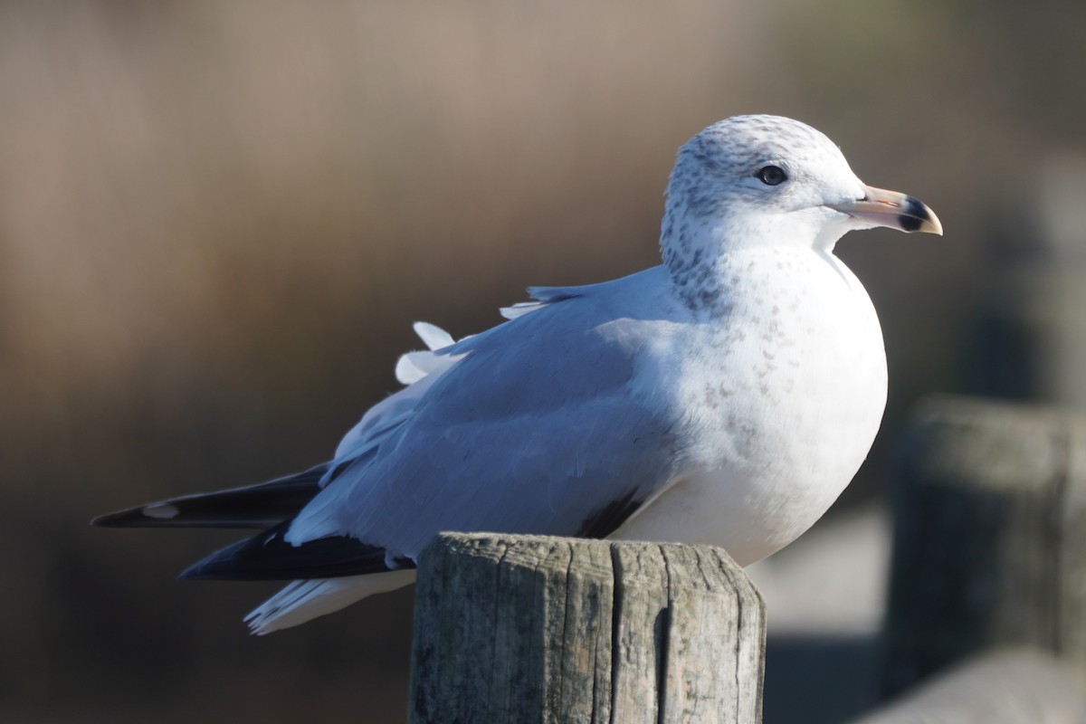 Ring-billed Gull - ML646098809