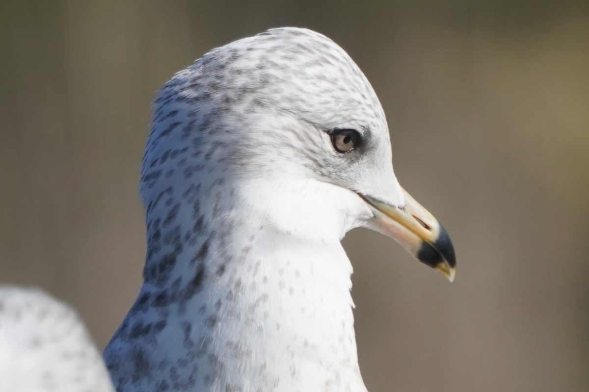 Ring-billed Gull - ML646098813