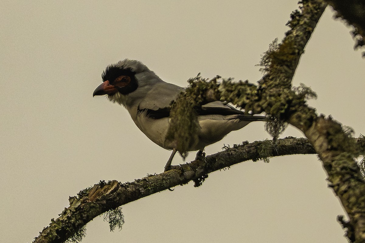 Masked Tityra - ML646098816