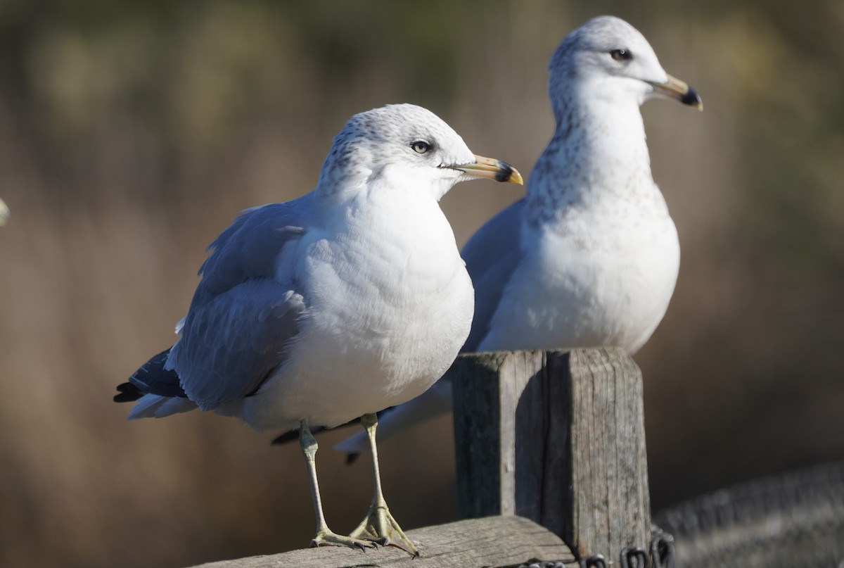 Ring-billed Gull - ML646098825