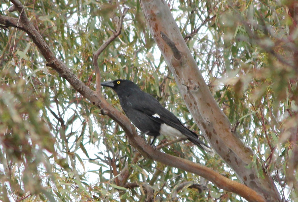 Pied Currawong - ML646098830