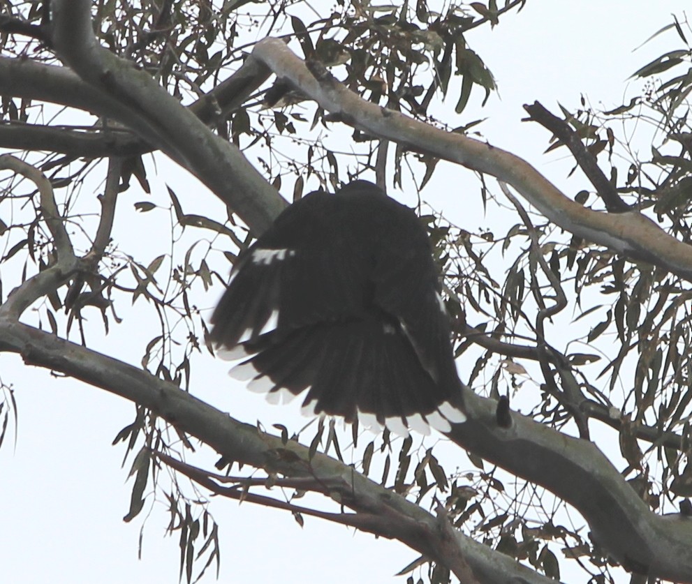 Pied Currawong - ML646098831
