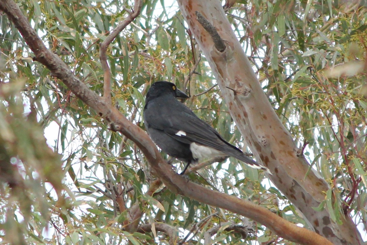 Pied Currawong - ML646098832