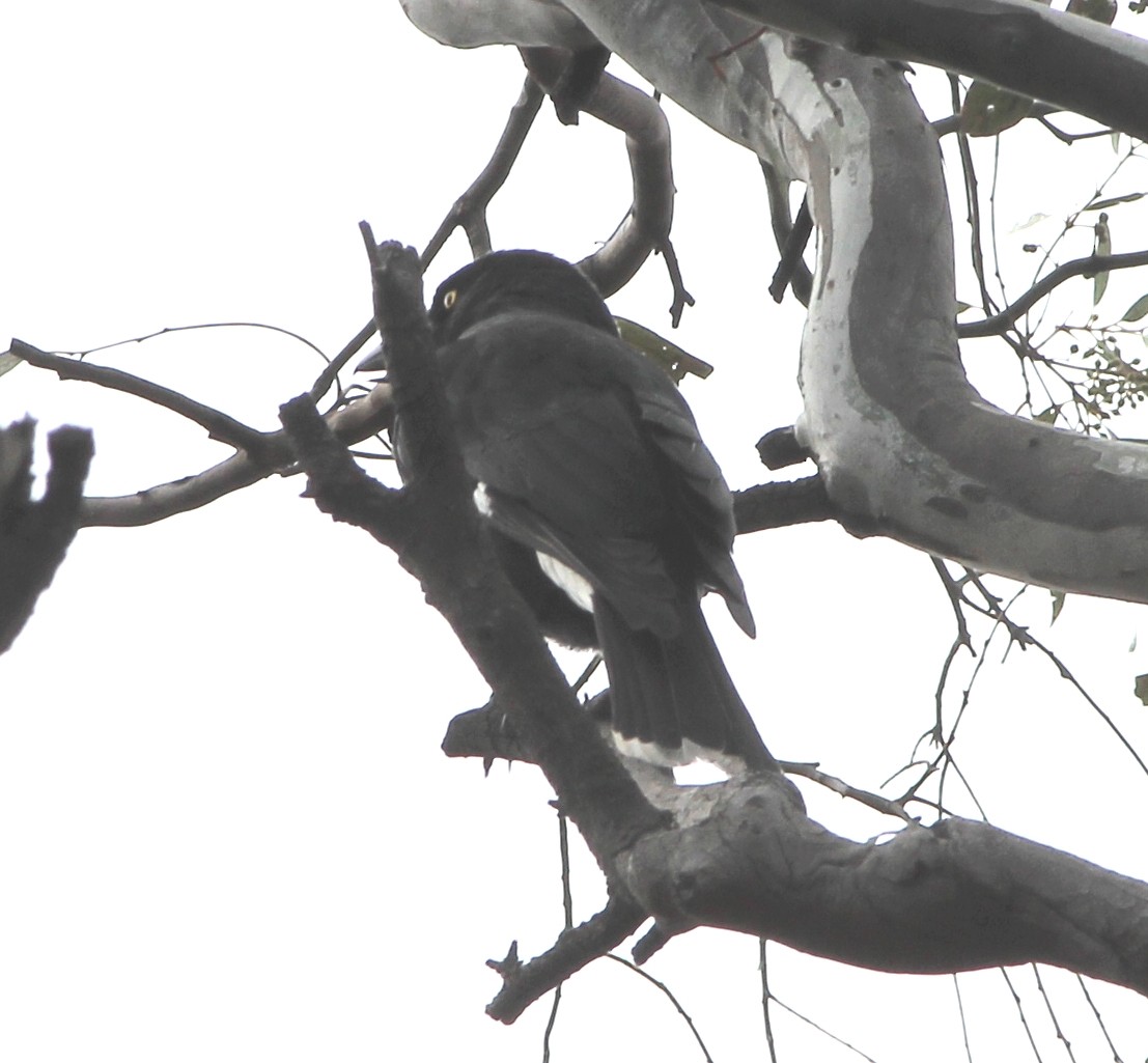 Pied Currawong - ML646098833