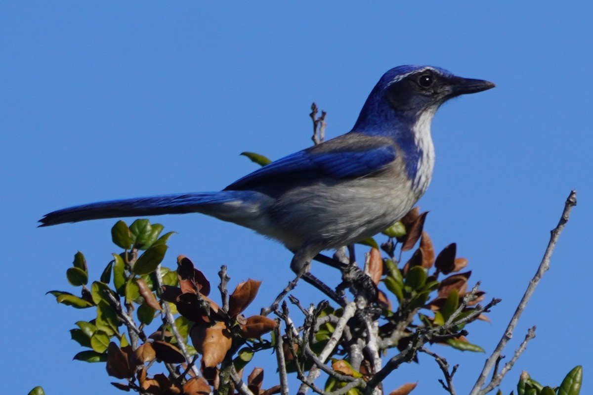 California Scrub-Jay - ML646098837