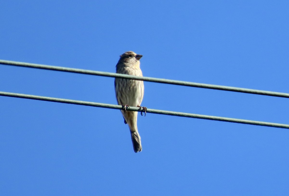 Roselin familier - ML646098849