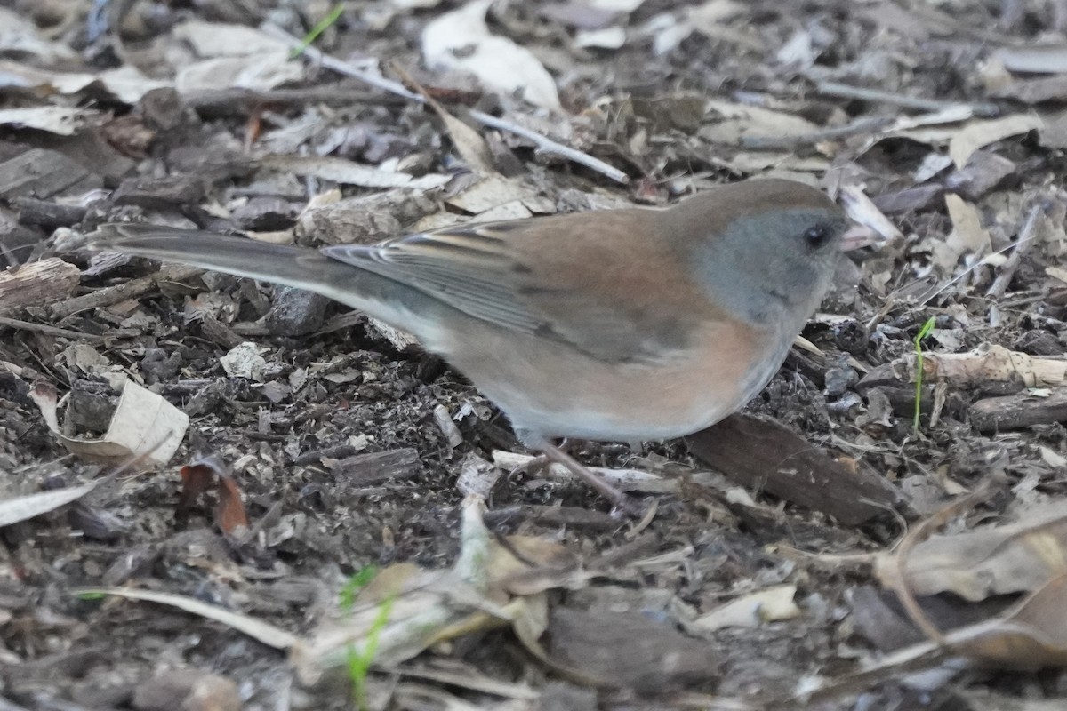 Dark-eyed Junco - ML646098851