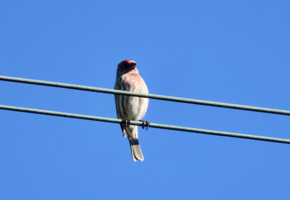 Roselin familier - ML646098852