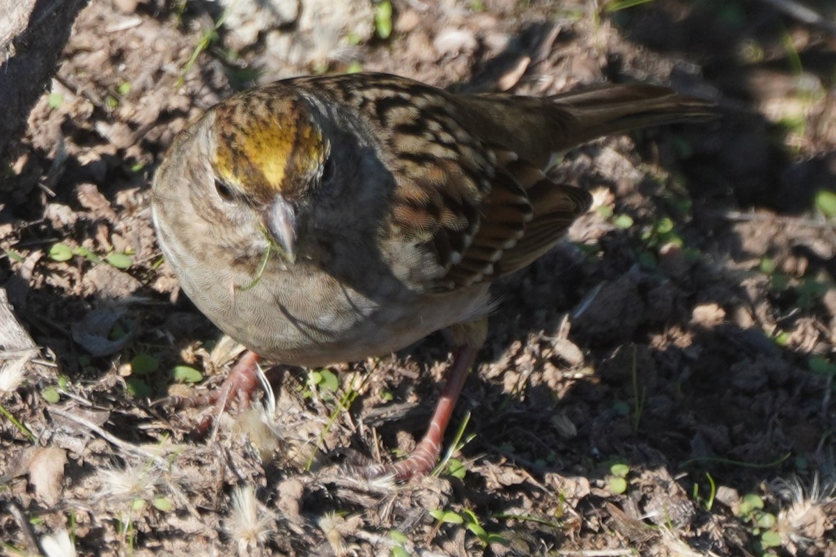 Golden-crowned Sparrow - ML646098855