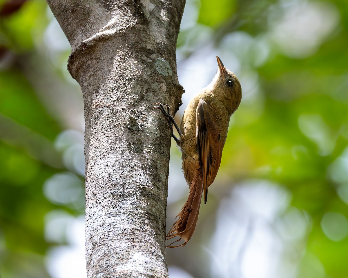 Olivaceous Woodcreeper - ML646098856