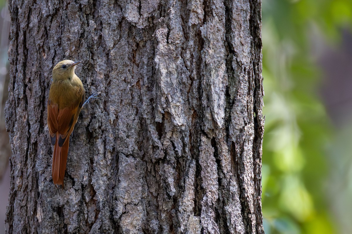 Olivaceous Woodcreeper - ML646098857