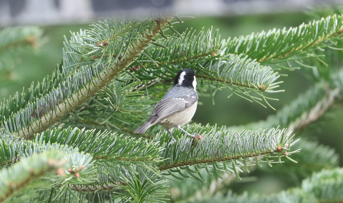 Coal Tit - ML646098862