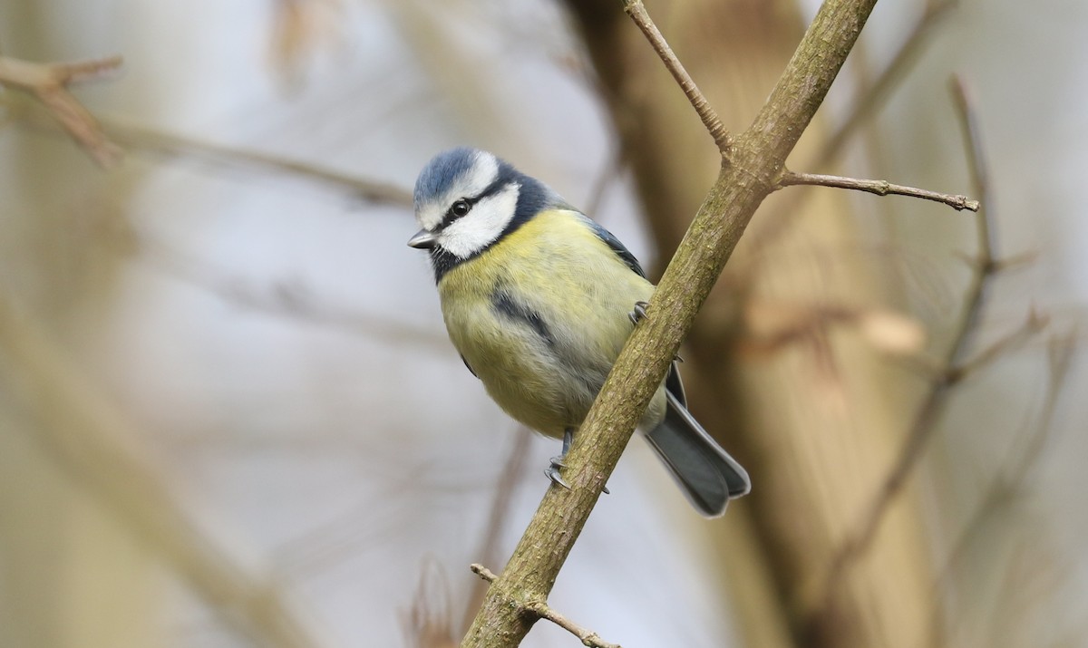 ירגזי כחול - ML646098863