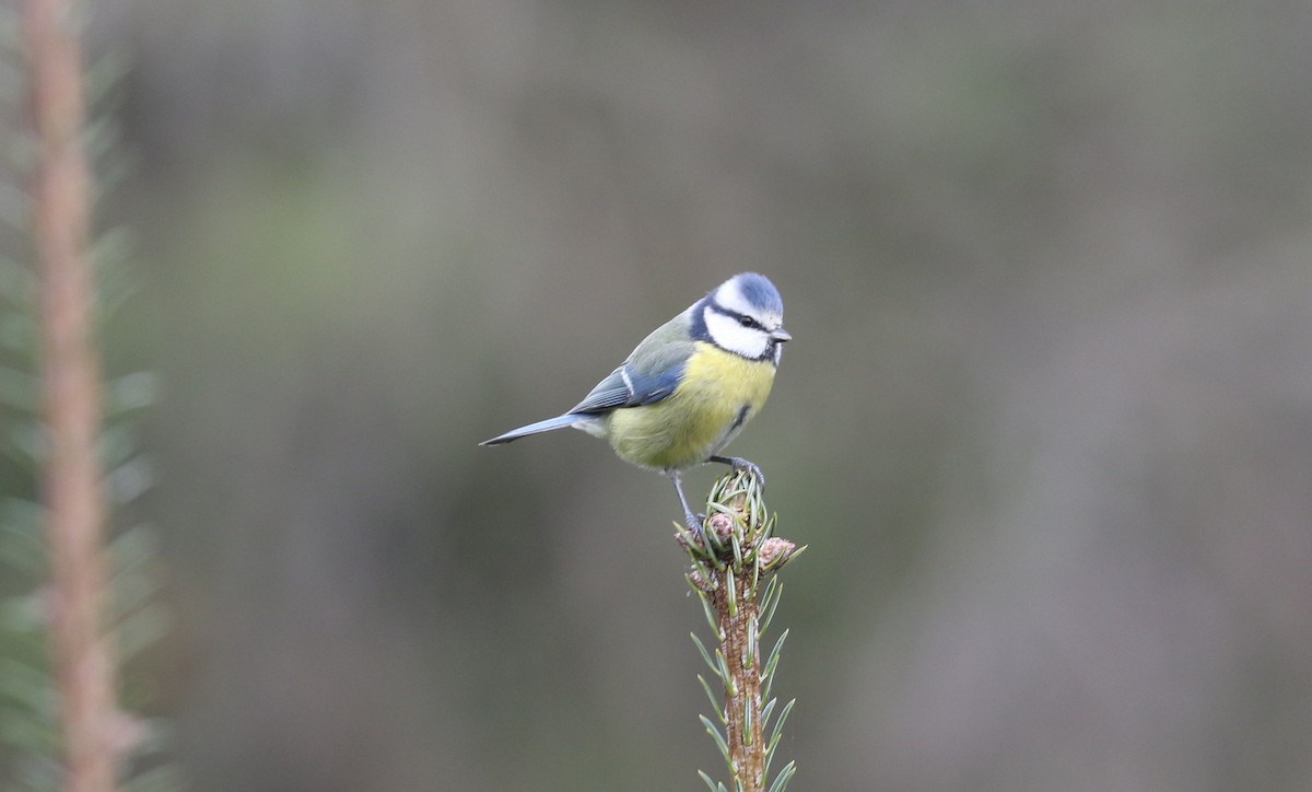 ירגזי כחול - ML646098864