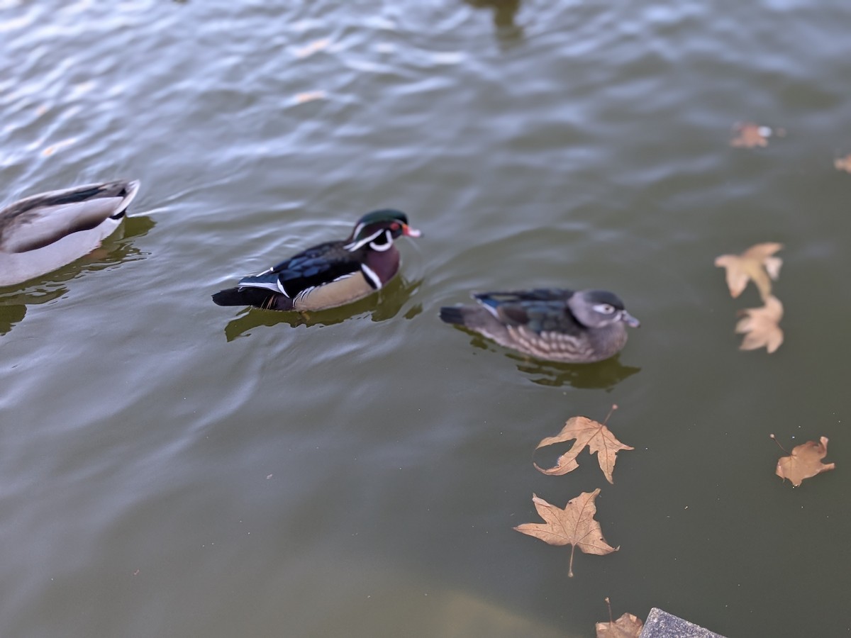 Wood Duck - ML646098868