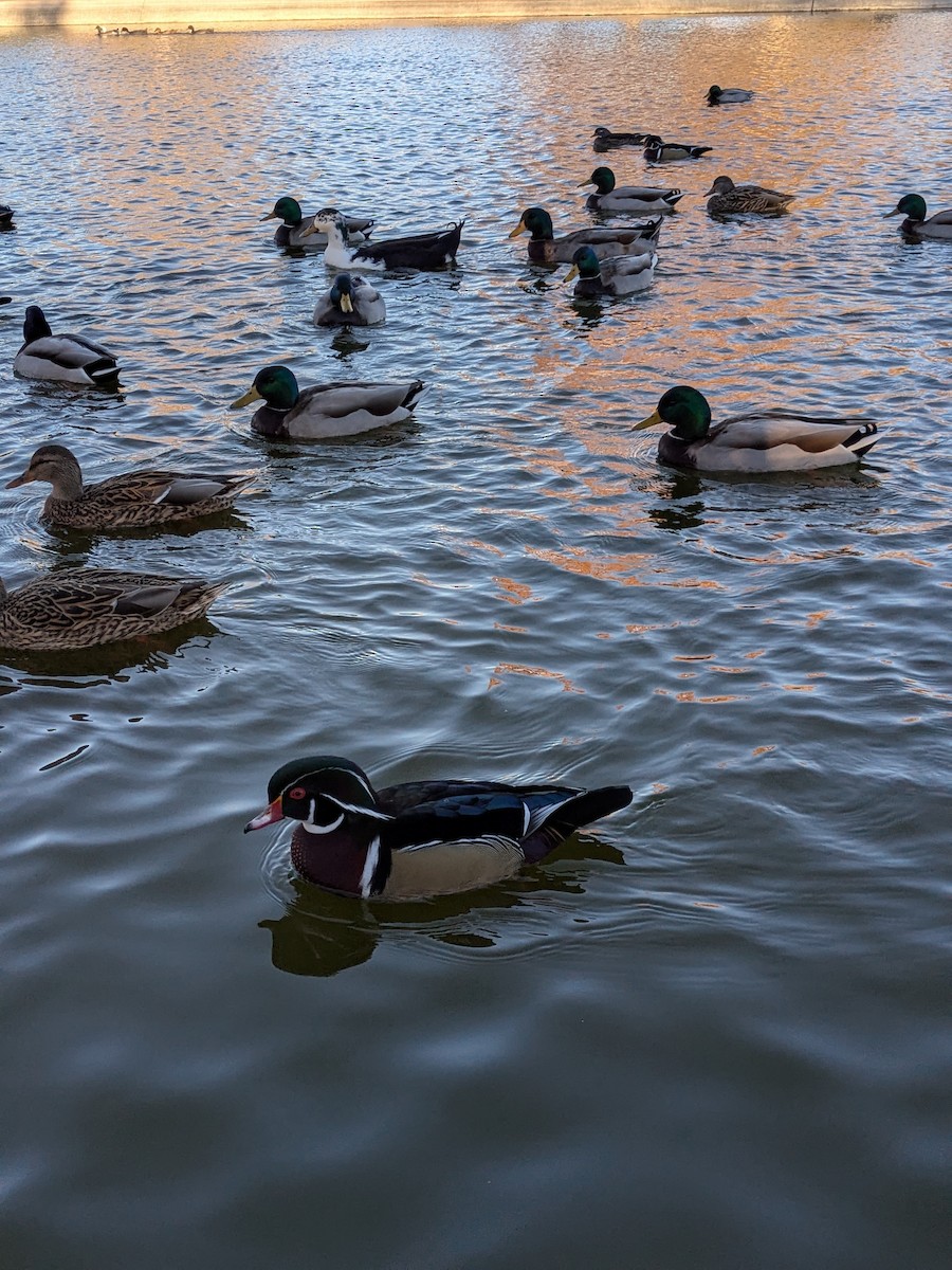 Wood Duck - ML646098869