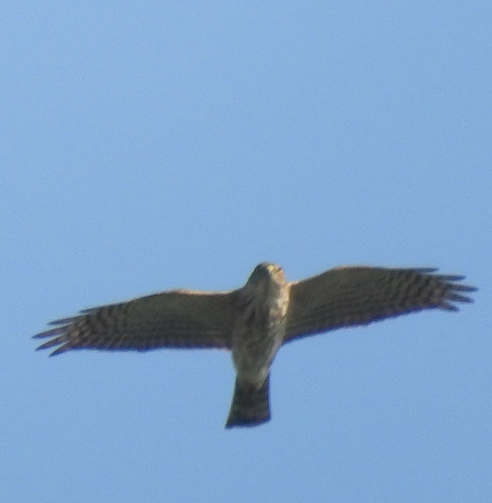 Japanese Sparrowhawk - ML646098874