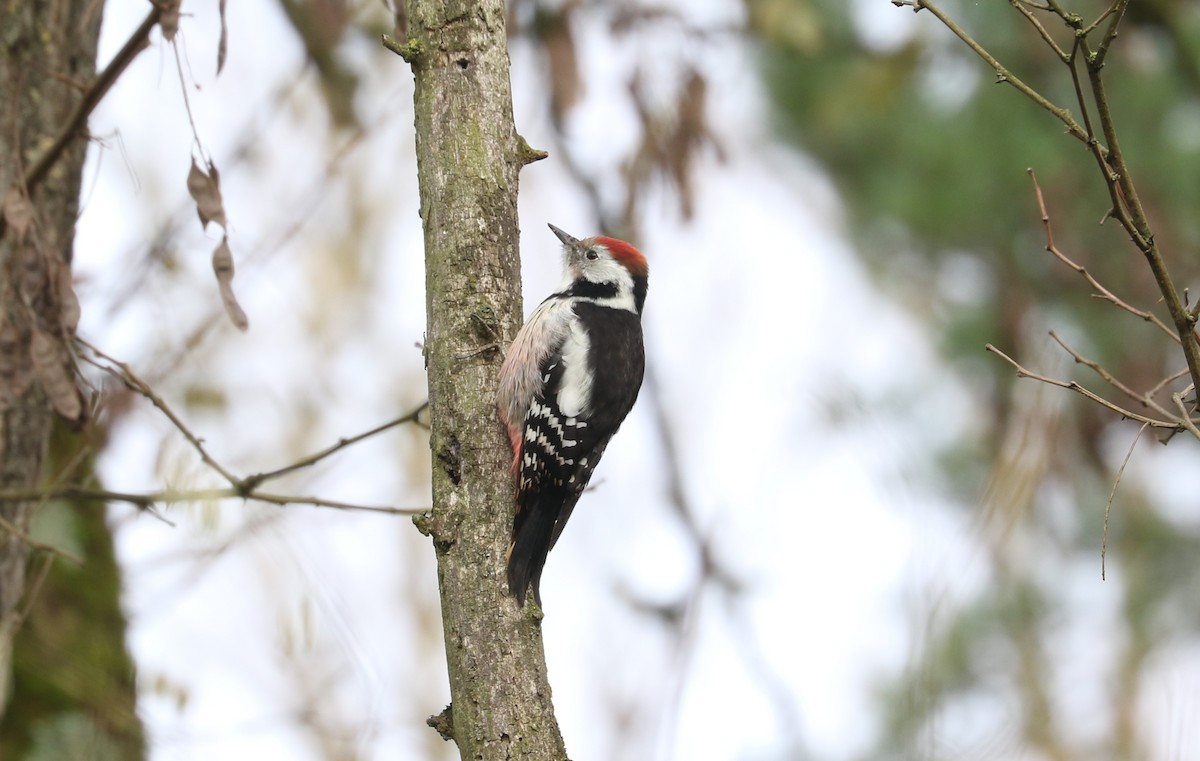 Middle Spotted Woodpecker - ML646098877