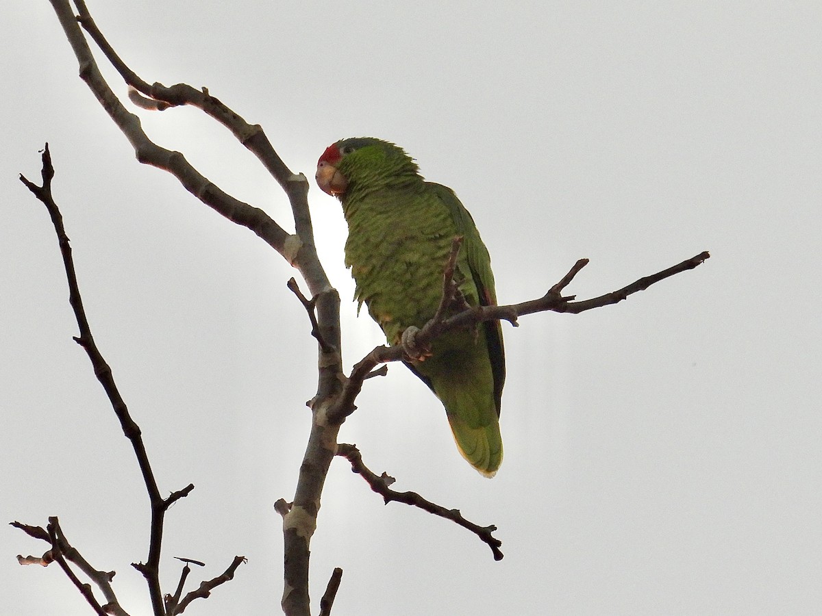 Red-crowned Amazon - ML646098878