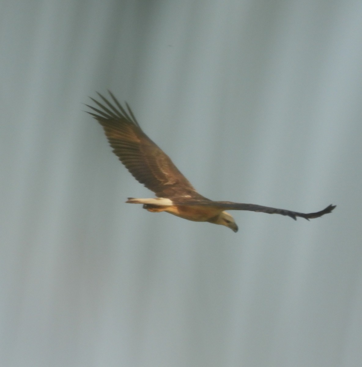 White-bellied Sea-Eagle - ML646098883