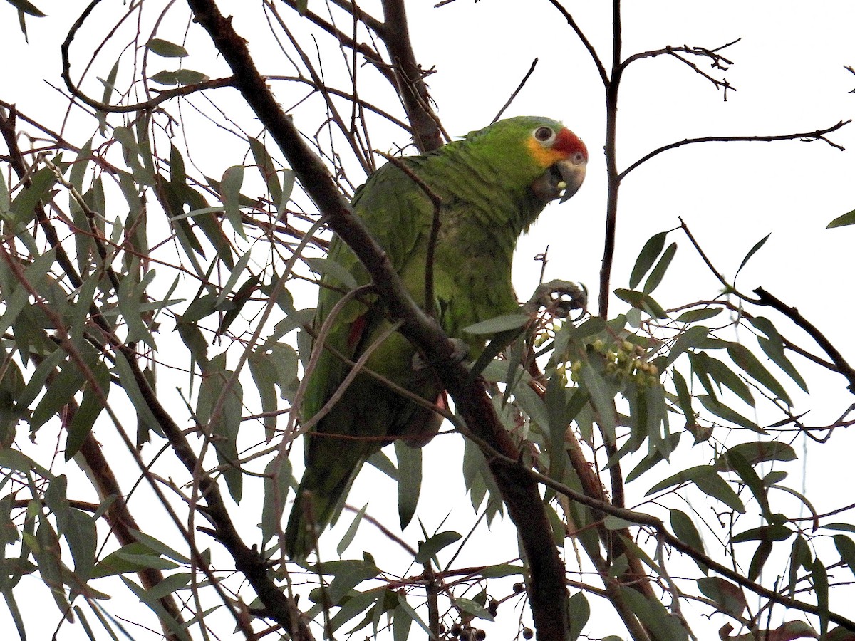 Red-lored Amazon - ML646098884