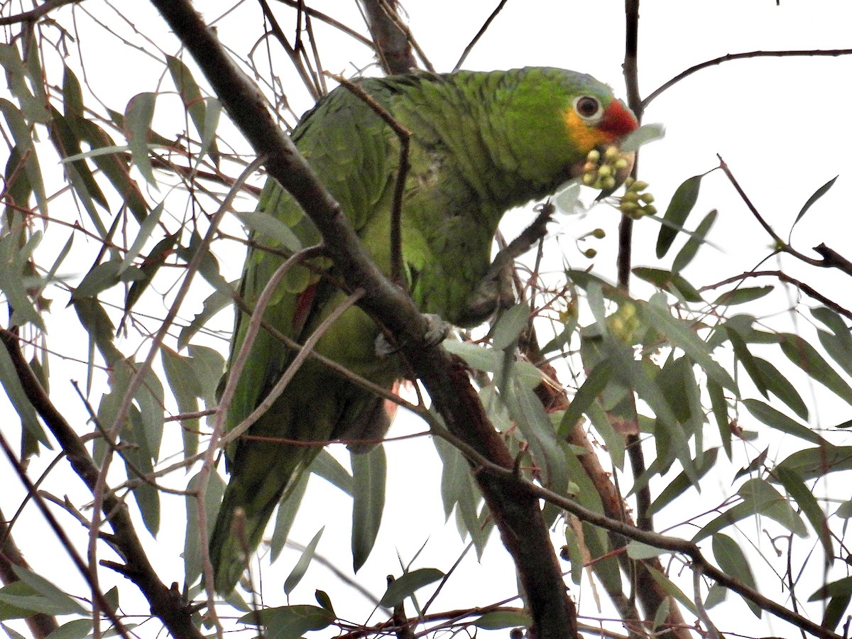 Red-lored Amazon - ML646098885