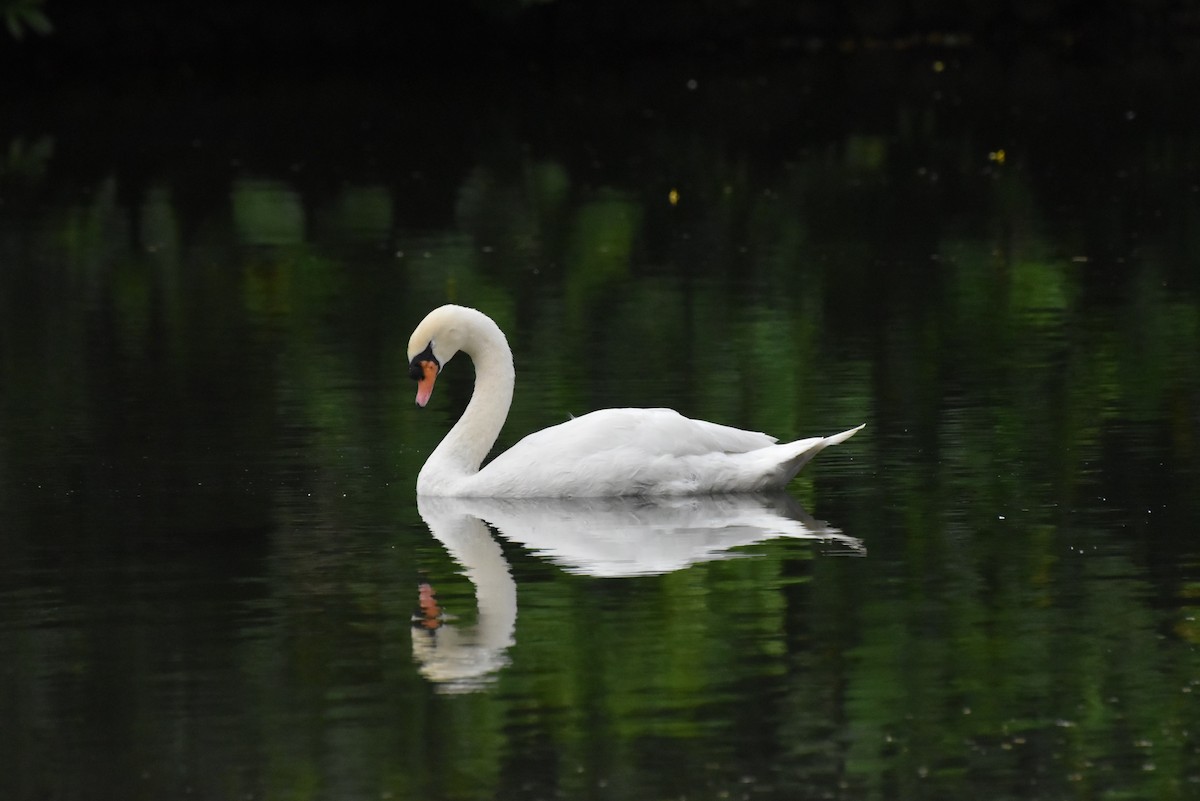 Mute Swan - ML646098887