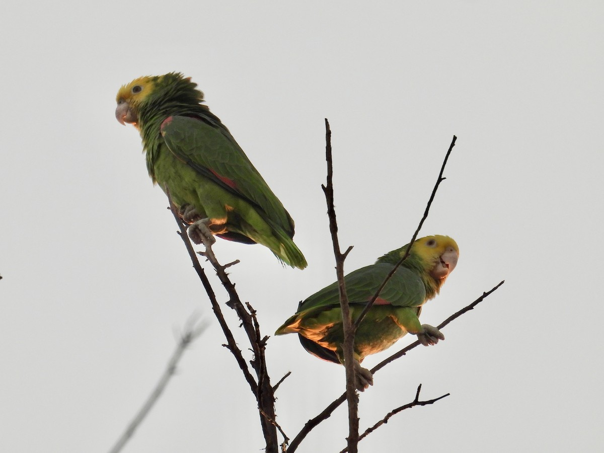 Gelbkopfamazone - ML646098888