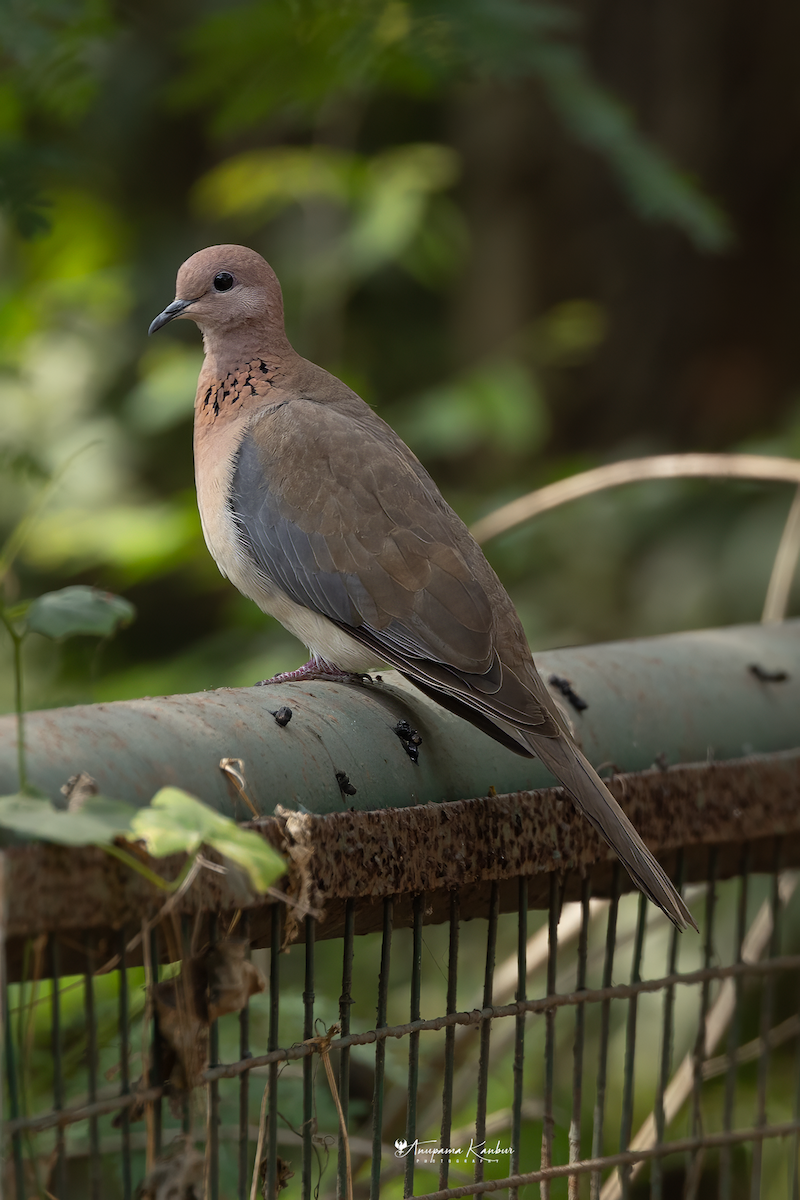 Spotted Dove - ML646098889