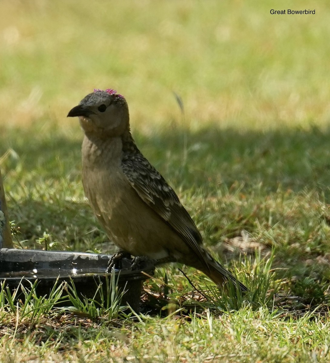 Great Bowerbird - ML646098890