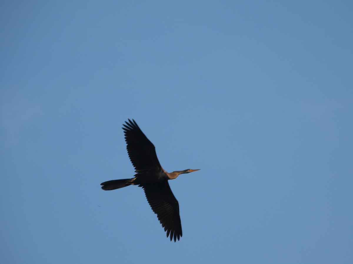Oriental Darter - ML646098891