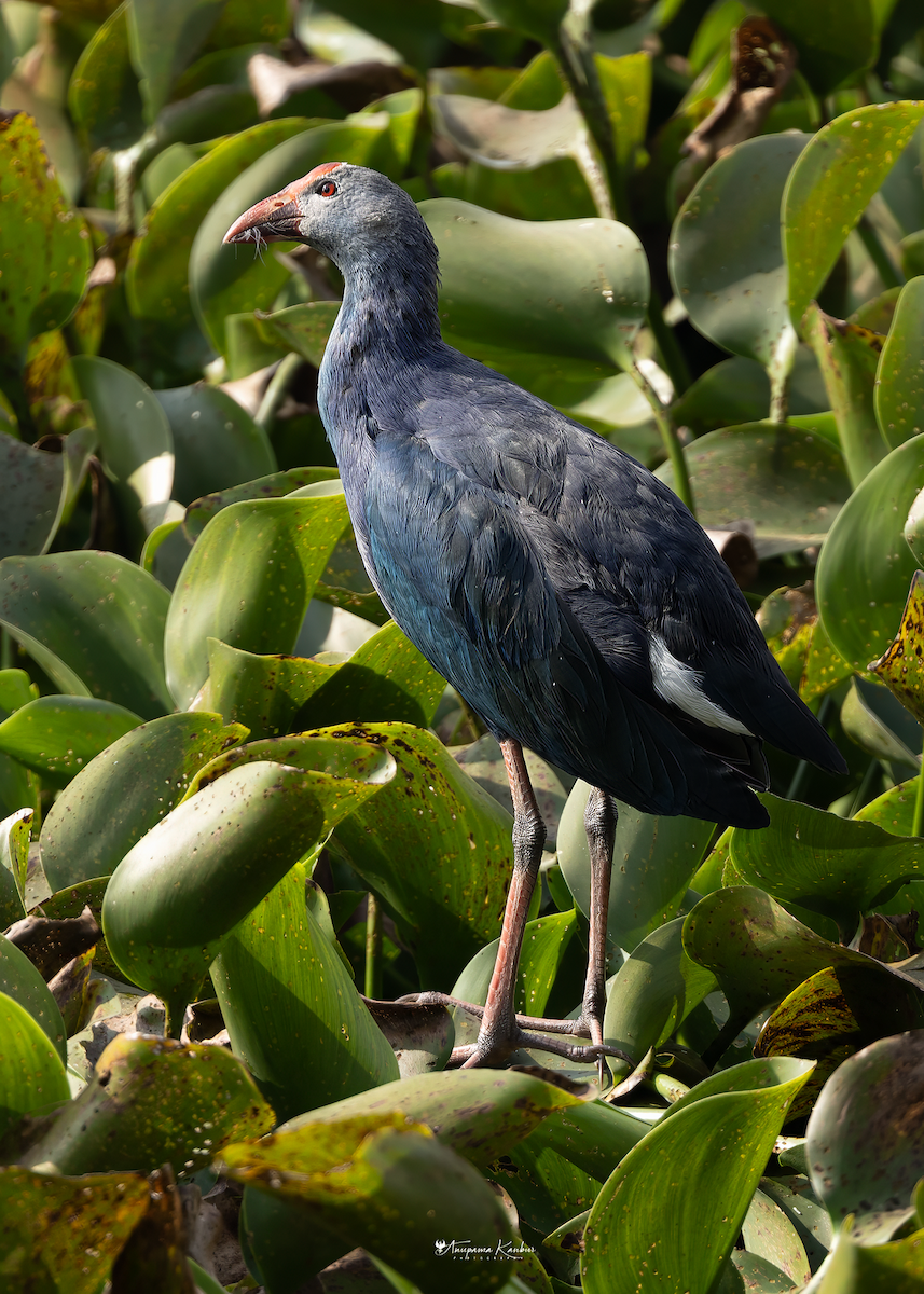 Gray-headed Swamphen - ML646098892