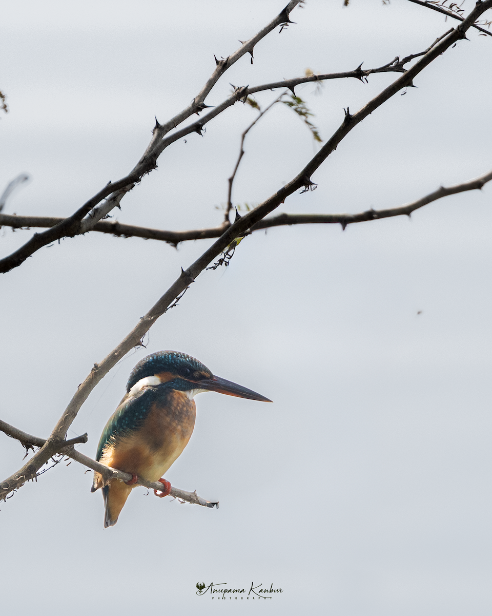Common Kingfisher - ML646098893