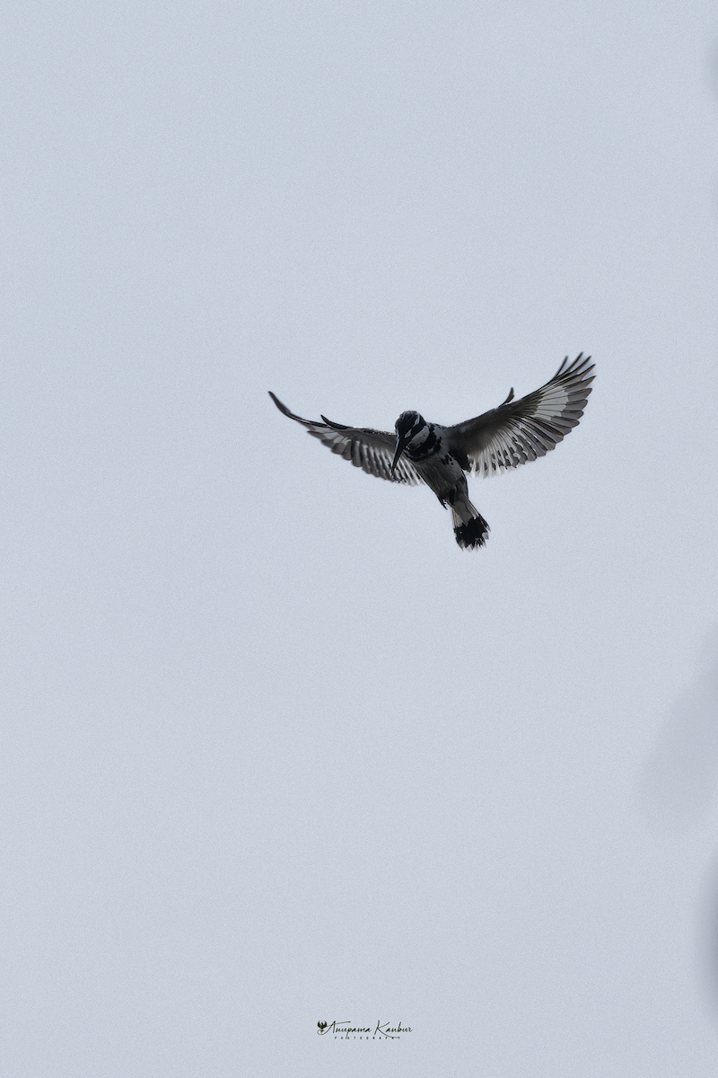 Pied Kingfisher - ML646098894