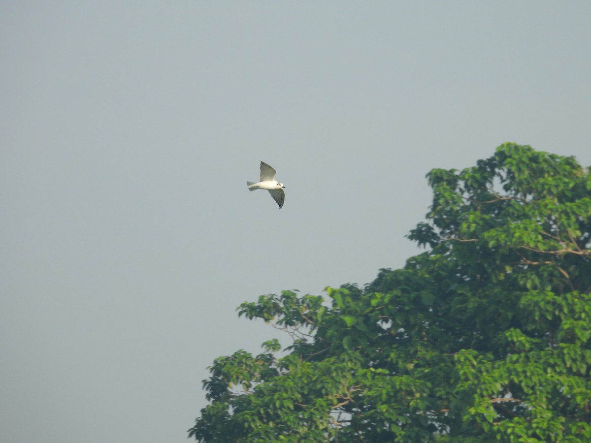 White-winged Tern - ML646098898