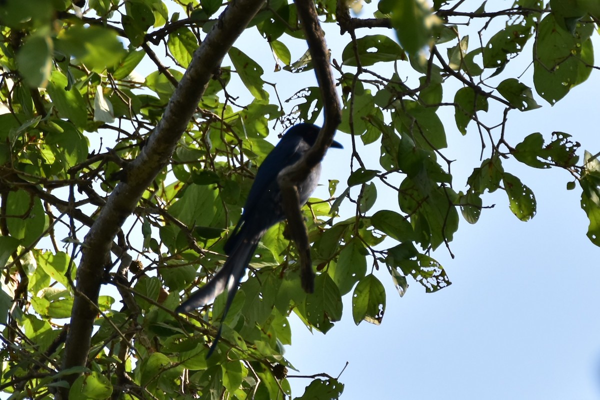 Ashy Drongo - ML646098899