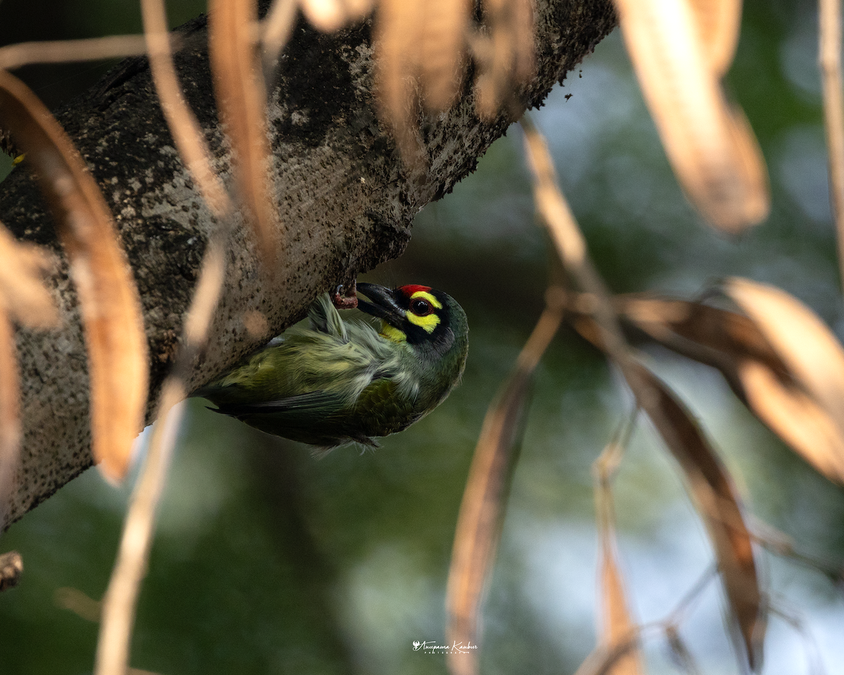 Coppersmith Barbet - ML646098900