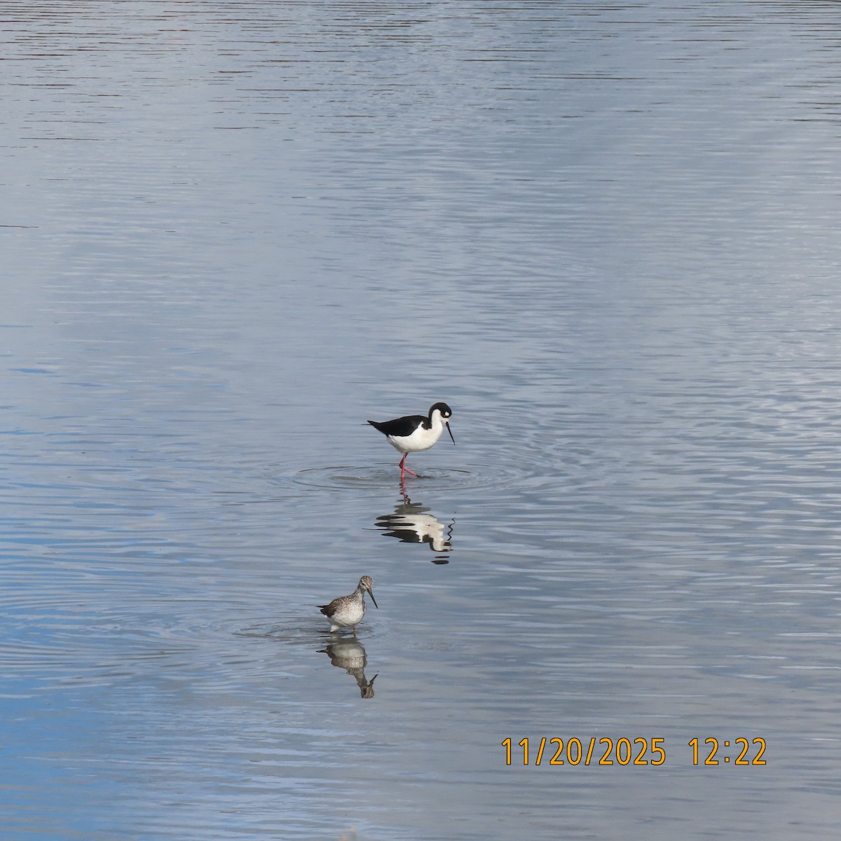 Greater Yellowlegs - ML646098901