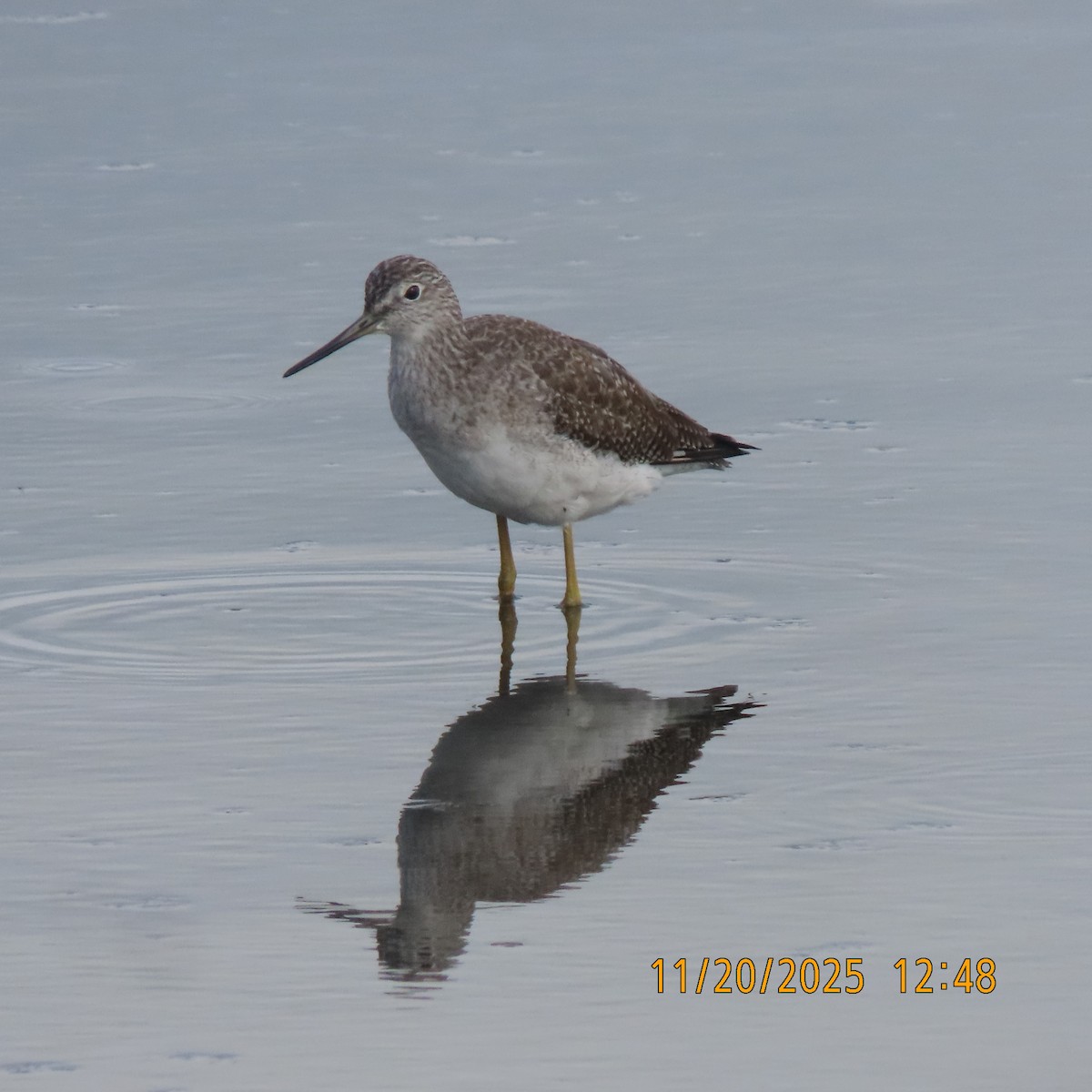 Greater Yellowlegs - ML646098902