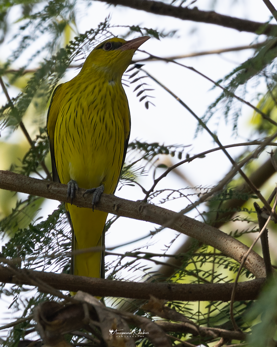 Indian Golden Oriole - ML646098903