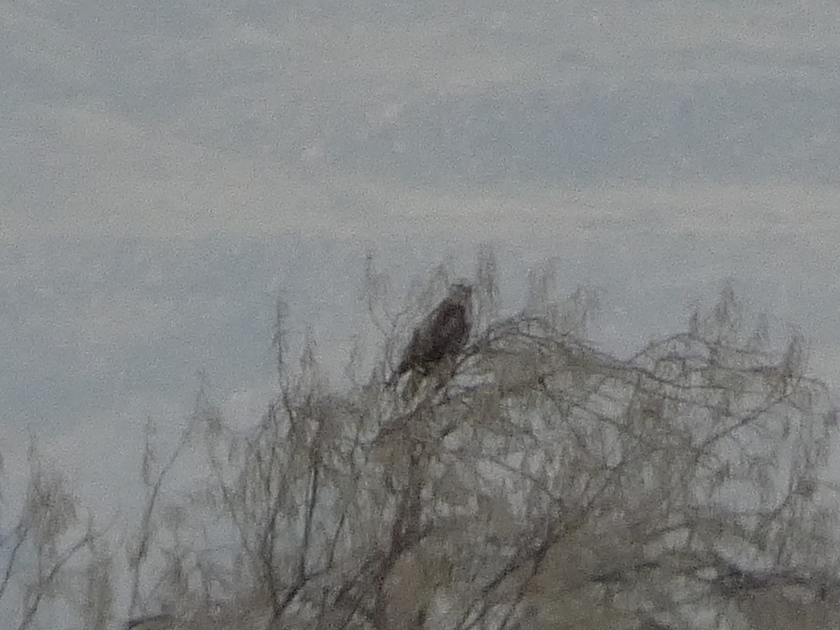 Rough-legged Hawk - ML646098905