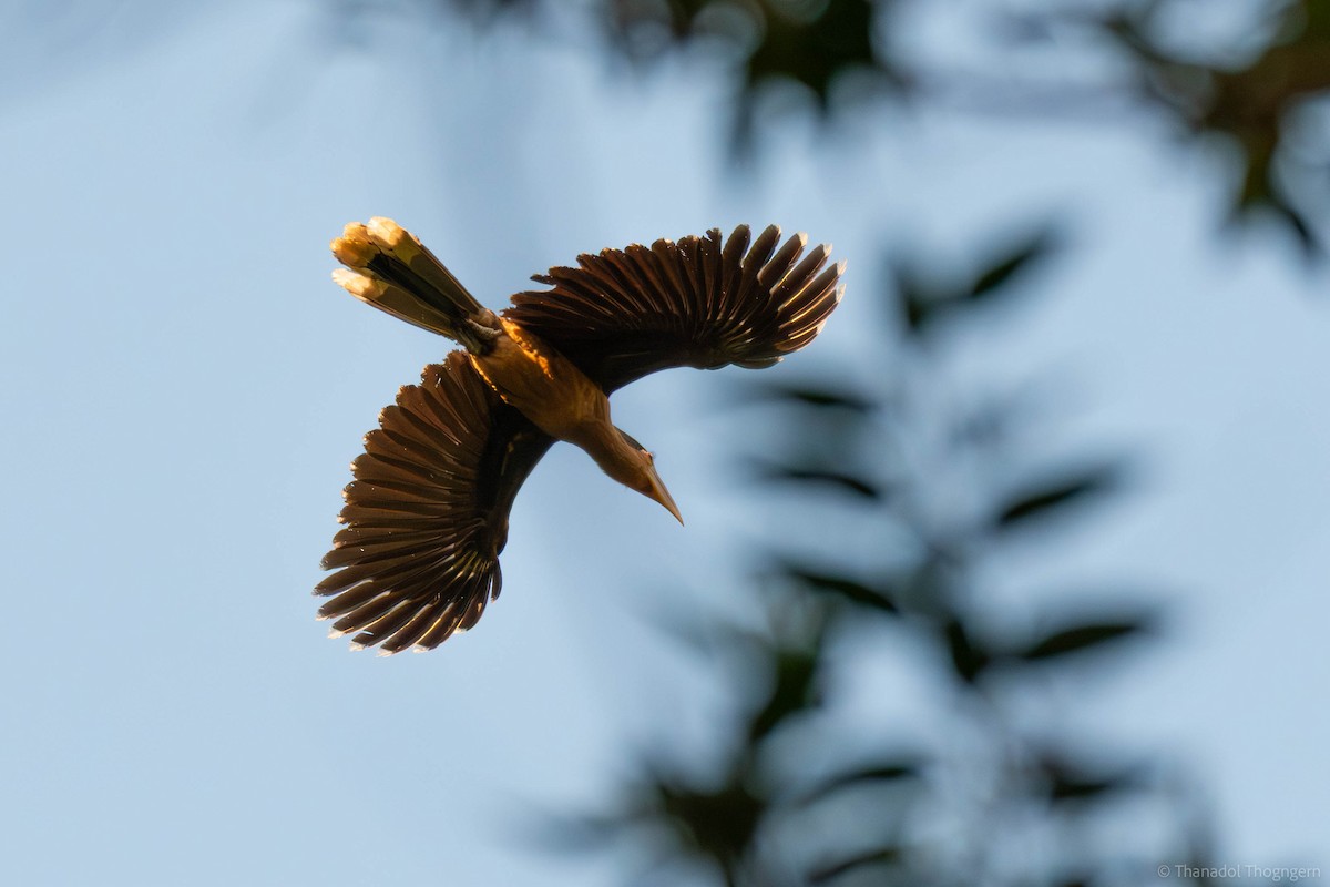Rusty-cheeked Hornbill - ML646098906