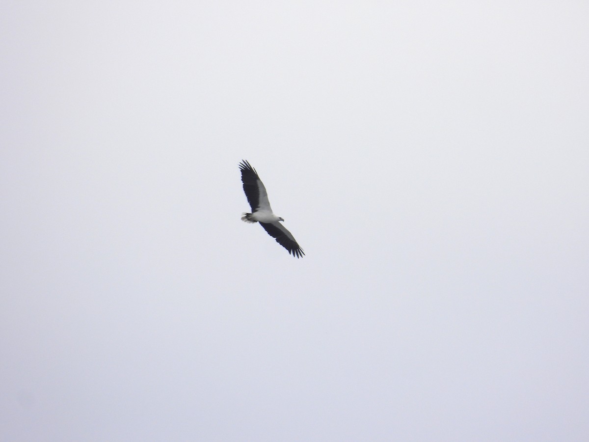 White-bellied Sea-Eagle - ML646098909