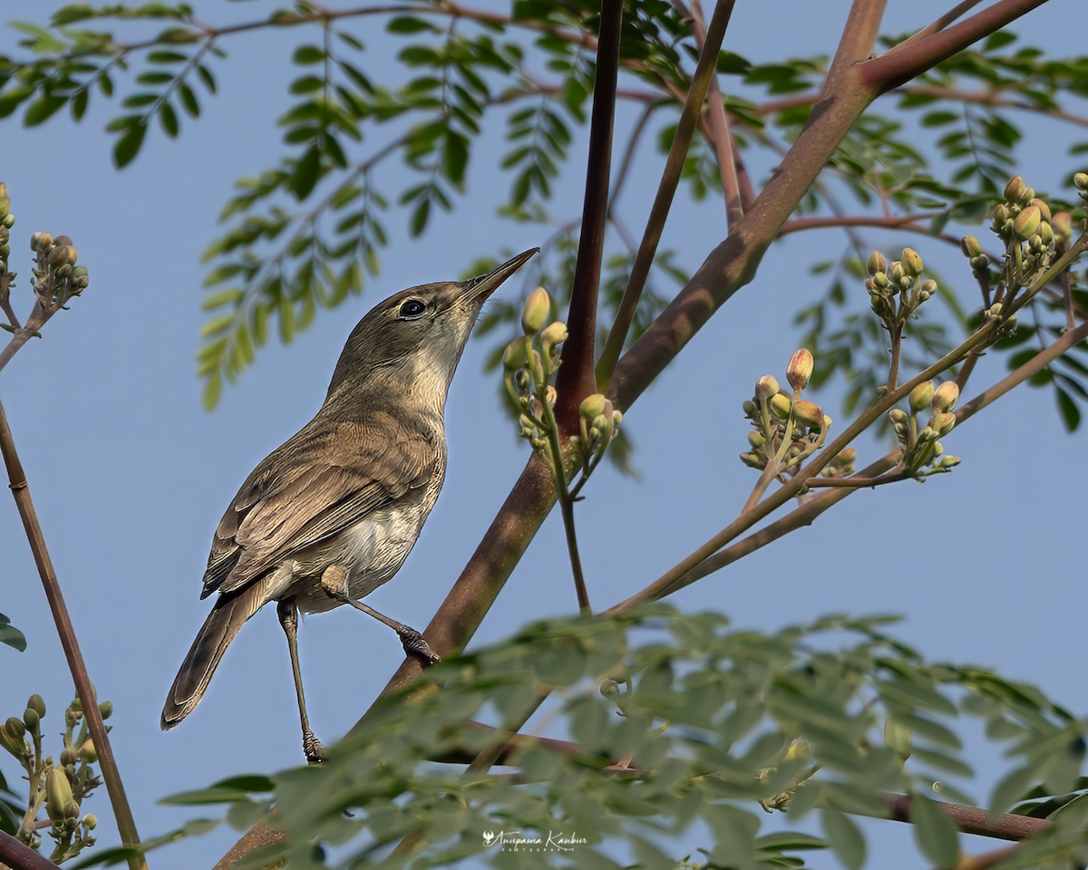 Sykes's Warbler - ML646098912